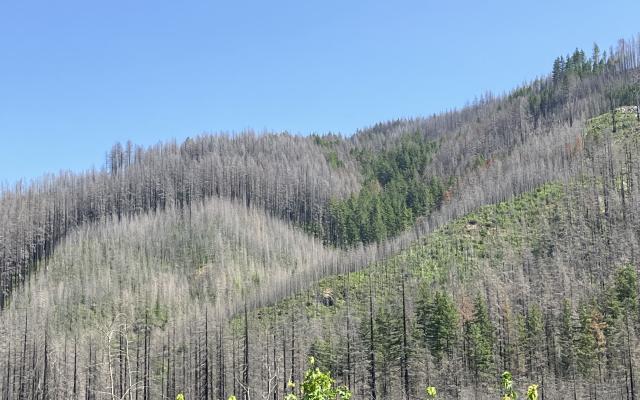 Charred forest hillside showing isolated green tree patches amid burned trees
